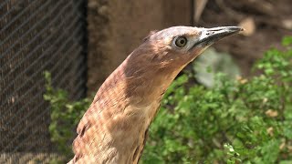 Japanese night heron (KOBE ANIMAL KINGDOM, Hyogo, Japan) April 23, 2021