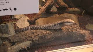 Eastern blue-tongued lizard (KAMINE ZOO, Ibaraki, Japan) December 4, 2018