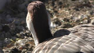 Japanese crane & Cackling goose (Ueno Zoological Gardens, Tokyo, Japan) December 17, 2017