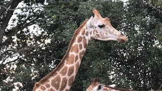 キリン (東武動物公園) 2020年9月18日