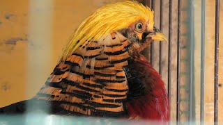 ギンケイ と キンケイ (ベリーベリーファーム西脇) 2019年11月9日