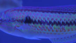 伊勢志摩の海・日本の海 (鳥羽水族館) 2018年1月1日