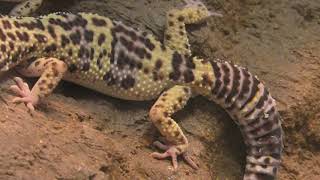 Common leopard gecko (KAMINE ZOO, Ibaraki, Japan) December 4, 2018