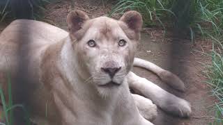 White lion (Okinawa Zoo & Museum, Okinawa, Japan) July 29, 2023