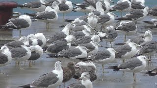 ウミネコ (宮城県 金華山) 2019年8月14日