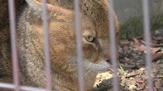 ジャングルキャット (東山動植物園) 2019年4月2日