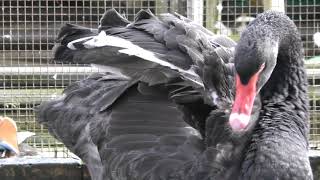 コクチョウ (富士花鳥園) 2018年11月25日
