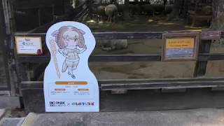 Sheep (Nagasaki Biopark, Nagasaki, Japan) December 23, 2017