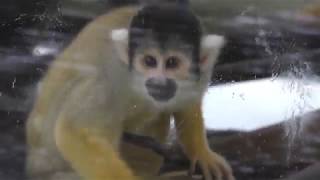 Black-capped Squirrel Monkey (KAMINE ZOO, Ibaraki, Japan) October 21, 2017