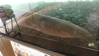 オオウナギ と オオクチユゴイ (道の駅 ゆいゆい国頭) 2019年5月11日