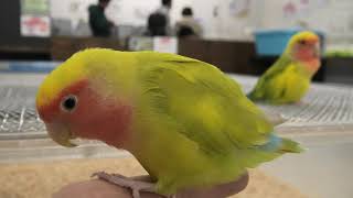 Peach-faced Lovebird (Living things Rapport School, Ehime, Japan) December 24, 2019