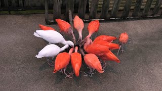 Waterfowl Aviary (MATSUE VOGEL PARK, Shimane, Japan) November 29, 2019