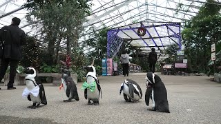ペンギンのお散歩 (松江フォーゲルパーク) 2019年11月29日