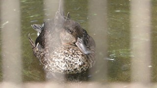 Common Teal (Inokashira Park Zoo, Tokyo, Japan) September 9, 2018