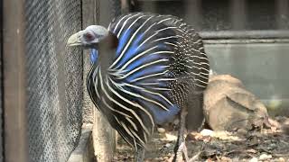 Vulturine guineafowl (Toyohashi Zoo and Botanical Park, Aichi, Japan) January 1, 1970