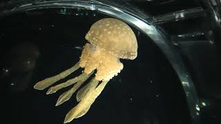 海月銀河 (海遊館) 2021年10月1日