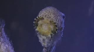 フウセンウオ (竹島水族館) 2019年1月23日