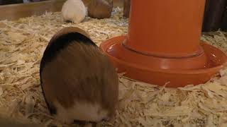 モルモット／テンジクネズミ (伊豆シャボテン動物公園) 2018年4月22日