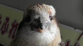 Laughing Kookaburra (Metchaomoroi Zoo, Shiga, Japan) October 7, 2021