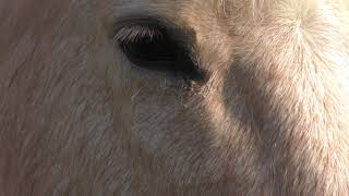 Horse (Saitama Children's Zoo, Saitama, Japan) February 3, 2018