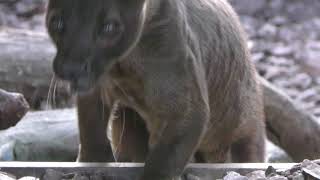 Fossa (Ueno Zoological Gardens, Tokyo, Japan) May 5, 2018
