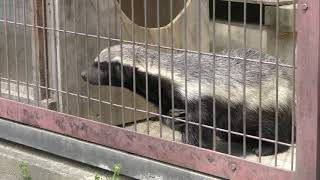 Honey badger (Higashiyama Zoo and Botanical Gardens, Aichi, Japan) April 2, 2019