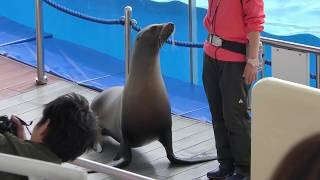 Sea lion show (MARINE WORLD umino-nakamichi, Fukuoka, Japan) April 24, 2019