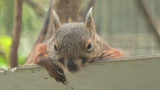 ニホンリス (東武動物公園) 2020年9月18日