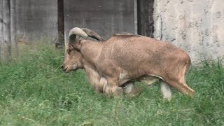 バーバリーシープ の『アイル』 (東武動物公園) 2020年9月18日