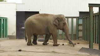 アジアゾウ の『ズゼ』と『マック』 (神戸市立王子動物園) 2021年10月24日