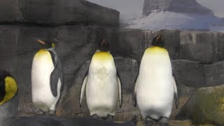 3羽のオウサマペンギン (八景島シーパラダイス) 2018年4月14日