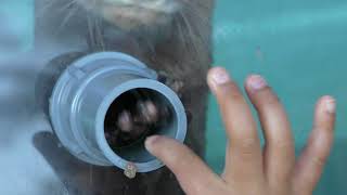 Otter time (Katsurahama Aquarium, Kochi, Japan) March 24, 2018