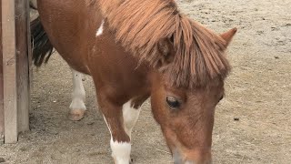 ファラベラ の『こむぎ』 (東武動物公園) 2020年9月18日