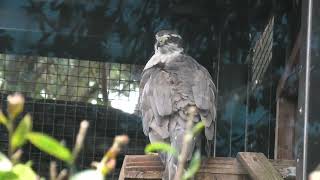 Northern Goshawk (Toyohashi Zoo and Botanical Park, Aichi, Japan) January 1, 1970