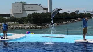 イルカプレイングタイム (四国水族館) 2021年8月4日