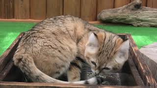 Sand cat (KOBE ANIMAL KINGDOM, Hyogo, Japan) April 23, 2021
