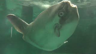 マンボウ (市立しものせき水族館 海響館) 2019年4月26日