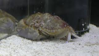 ヒメカラッパ (エビとカニの水族館) 2018年12月26日