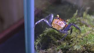 バンパイアクラブ (エビとカニの水族館) 2018年12月26日