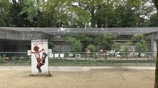 フラミンゴ池 (高岡市古城公園動物園) 2019年8月16日