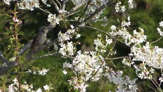 ヒヨドリ (民芸ミュージアム 匠の館) 2018年4月21日