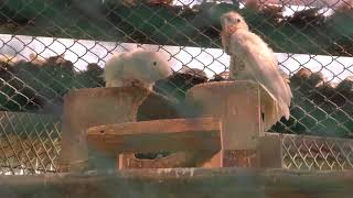 シロビタイムジオウム (池田動物園) 2019年2月26日