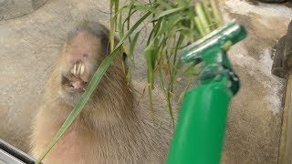 カピバラ (世界淡水魚園水族館 アクア・トト ぎふ) 2019年1月25日