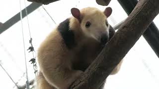 Southern tamandua (KOBE ANIMAL KINGDOM, Hyogo, Japan) July 14, 2023