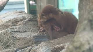 Asian short-clawed otter (TOBA AQUARIUM, Mie, Japan) August 13, 2022