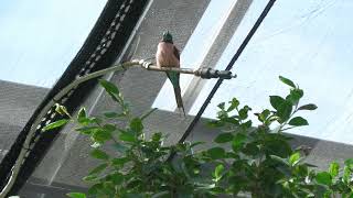 Northern Carmine Bee-eater (KOBE ANIMAL KINGDOM, Hyogo, Japan) October 24, 2021