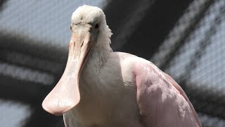 Roseate Spoonbill (KOBE ANIMAL KINGDOM, Hyogo, Japan) April 23, 2021