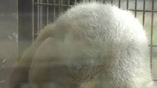 Southern tamandua (Himeji city zoo, Hyogo, Japan) June 6, 2019