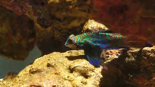 Mandarinfish (SMART AQUARiUM SHIZUOKA, Shizuoka, Japan) July 30, 2022
