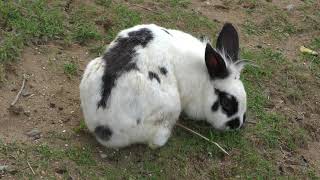 Rabbit (Mother Farm, Chiba, Japan) June 30, 2018